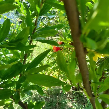 For Tourist Golem (Tirana)