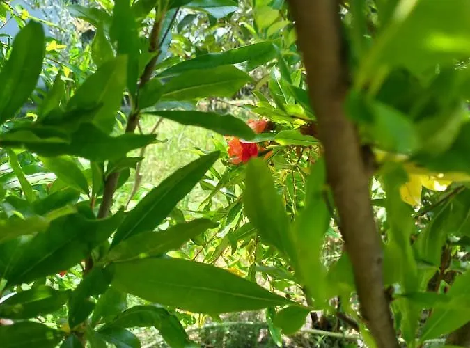 For Tourist Golem (Tirana)